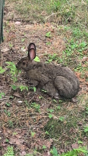 Snowshoe Hare observed by jubja