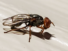 Senopterina caerulescens