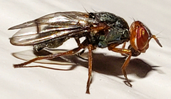 Senopterina caerulescens