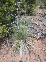 Yucca glauca glauca