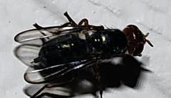 Senopterina caerulescens