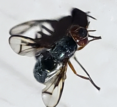 Senopterina caerulescens