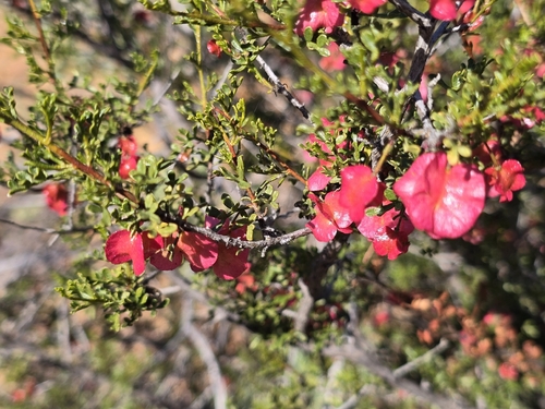 Dodonaea microzyga microzyga