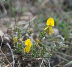 Genista albida
