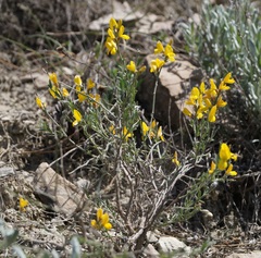 Genista albida