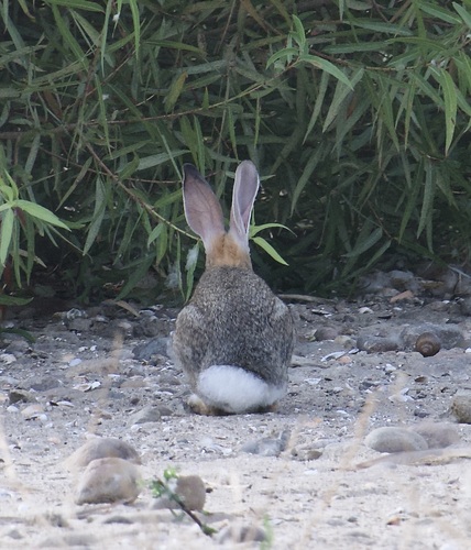 Desert Cottontail observed by docprt