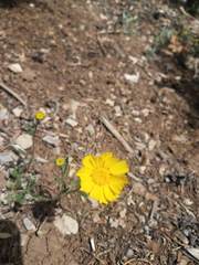 Tetraneuris argentea