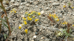 Eriophyllum pringlei