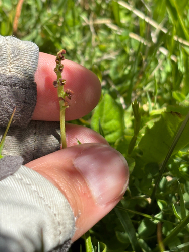 Botrychium simplex, 2026-07-17