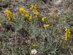 Genista albida