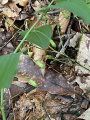 Polygonatum biflorum biflorum
