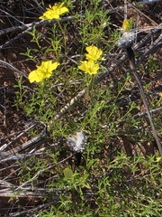 Oenothera serrulata, photograph author not stated, no rights reserved