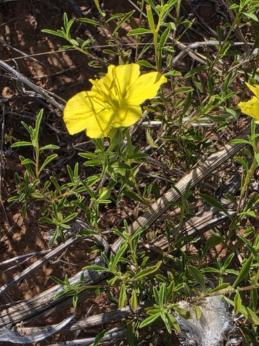 Oenothera serrulata, photograph 5