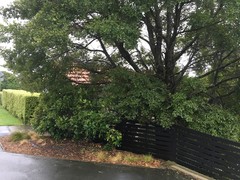 Xerocomellus cisalpinus