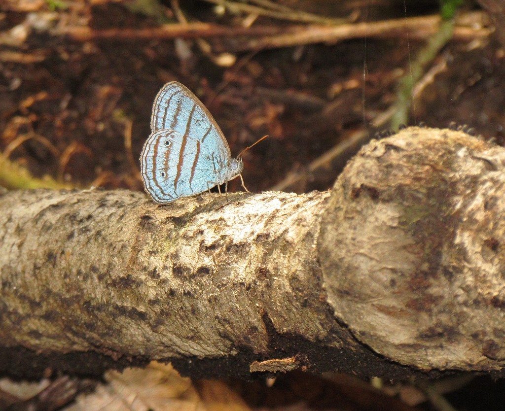 Caeruleuptychia caerulea