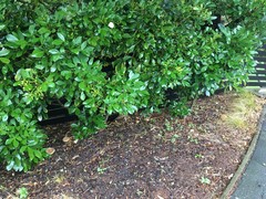 Xerocomellus cisalpinus