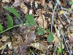 Polygonatum biflorum biflorum