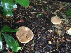 Xerocomellus cisalpinus