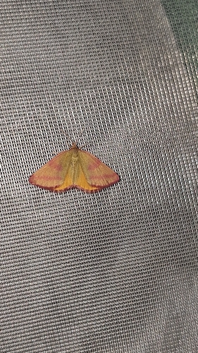 Purple-barred Yellow