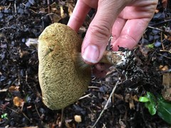 Xerocomellus cisalpinus