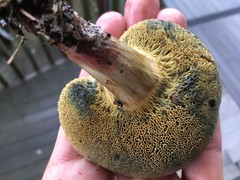 Xerocomellus cisalpinus