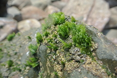 Chaetomorpha antennina