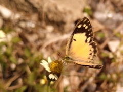 Colotis amata