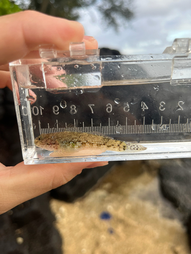 Bathygobius coalitus observed 2026-07-10