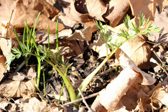 Perideridia americana