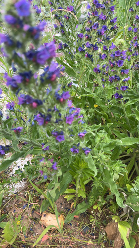 viper's-bugloss