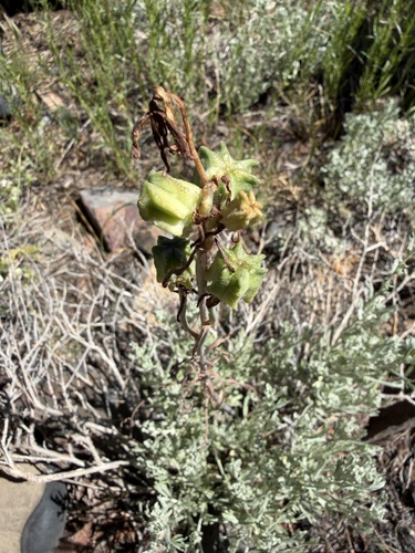Fritillaria atropurpurea, photograph 4