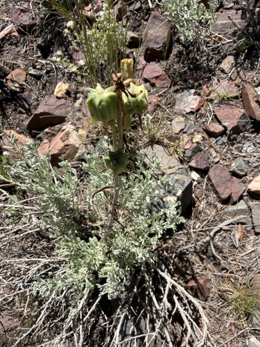 Fritillaria atropurpurea, photograph 5