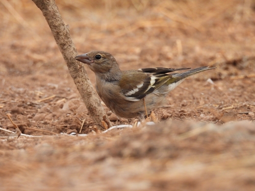 African Chaffinch