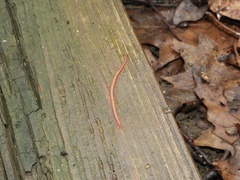 Strigamia bothriopus