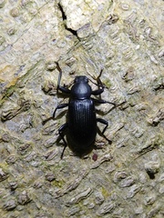 Stenochiinae