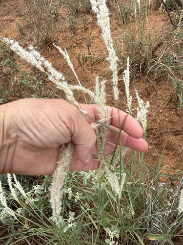 Arizona cottontop
