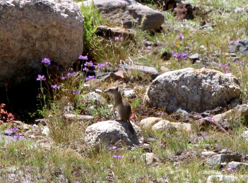 Belding's Ground Squirrel observed by kestrel