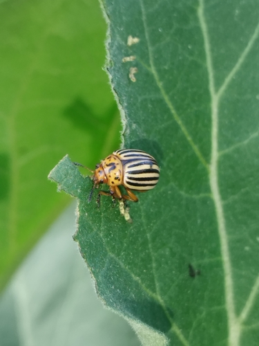 Colorado Potato Beetle