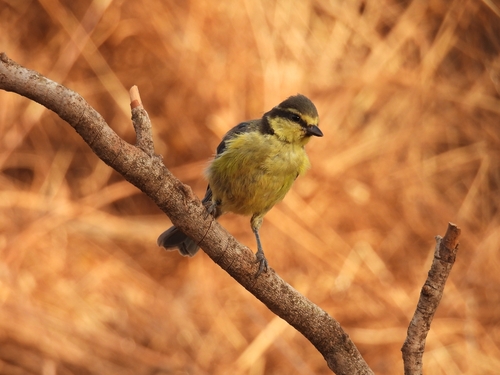 African Blue Tit