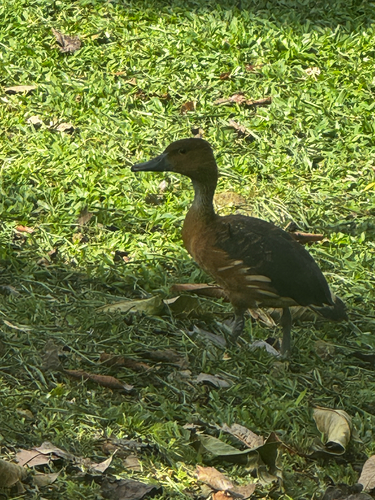 iNaturalist image