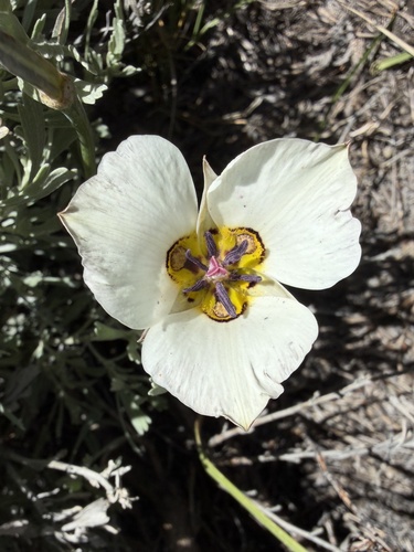 Calochortus bruneaunis, photograph 4