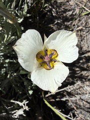 Calochortus bruneaunis, photograph (c) Dee Shea Himes, some rights reserved (CC BY)