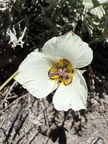 Calochortus bruneaunis, photograph 5