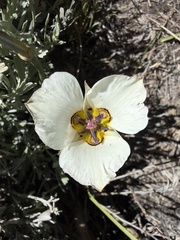 Calochortus bruneaunis, photograph (c) Dee Shea Himes, some rights reserved (CC BY)