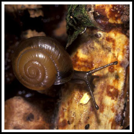 Brown Snail