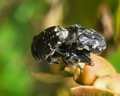 Cymophorus fluctiger