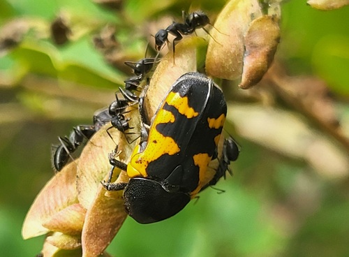 Gametoides sanguinolenta sanguinolenta