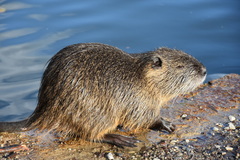 Myocastor coypus