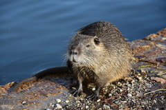 Myocastor coypus