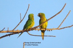 Eupsittula canicularis